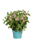 Plante verte en pot vintage dans le catalogue Lidl