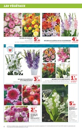 Offre Bulbes à fleurs dans le catalogue Hyper U du moment à la page 8