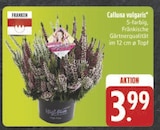 EDEKA Zeil - Calluna vulgaris Angebot im Prospekt Calluna vulgaris bei EDEKA im Zeil Prospekt für 3,99 €