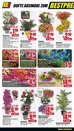 Aktueller B1 Discount Baumarkt Prospekt mit Gartenpflanzen, "BESTPREISE DER WOCHE!", Seite 8