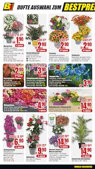 Blumen im B1 Discount Baumarkt Prospekt "BESTPREISE DER WOCHE!" mit 12 Seiten (Bottrop)