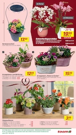Aktueller toom Baumarkt Prospekt mit Hortensie, "Respekt, wer's selber macht.", Seite 7