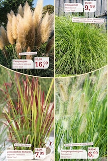 Pflanzen im Garten-Center Nordharz GmbH & Co. KG Prospekt "DER HERBST & SEINE FARBEN" mit 16 Seiten (Hildesheim)