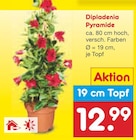 Netto Marken-Discount Ebersbach - Dipladenia Pyramide Angebot im Prospekt Dipladenia Pyramide bei Netto Marken-Discount im Ebersbach Prospekt für 12,99 €