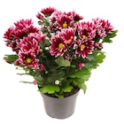 Chrysanthème bicolore - Carrefour à Asnières-sur-Seine Chrysanthème bicolore en promo chez Carrefour Asnières-sur-Seine à 2,49 €