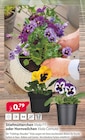 Stiefmütterchen oder Hornveilchen Angebote von Viola F1 oder Viola Cornuta bei Kiebitzmarkt Buchholz für 0,79 €