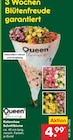 Aktuelle Blumen Angebote bei Netto Marken-Discount in Hamburg Aktuelles Kalanchoe Schnittblume Angebot bei Netto Marken-Discount in Hamburg ab 4,99 €
