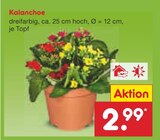 Kalanchoe im Angebot bei Netto Marken-Discount in Freiberg Kalanchoe Angebote bei Netto Marken-Discount Freiberg für 2,99 €