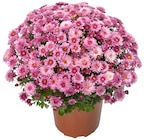 Chrysanthème pomponette en promo chez Cora Reims à 2,99 €