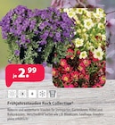 Frühjahrsstauden Rock Collection Angebote bei Kiebitzmarkt Seevetal für 2,99 €