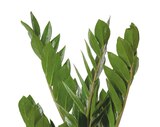 Truffaut Saint-Fargeau-Ponthierry - Promo ZAMIOCULCAS Promo ZAMIOCULCAS à 10,99 € dans le catalogue Truffaut à Saint-Fargeau-Ponthierry