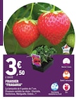 Promo Fraisier "Fragaria" à 3,50 € dans le catalogue E.Leclerc à Marennes
