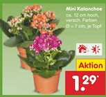 Mini Kalanchoe  im aktuellen Netto Marken-Discount Prospekt für 1,29 €