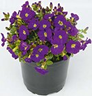 Frühlingsstauden im Angebot bei Hellweg in Langenfeld Frühlingsstauden Angebote bei Hellweg Langenfeld für 2,99 €