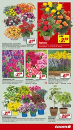 PennyMarkt Blumen Angebot ᐅ Finde den Preis im aktuellen Prospekt