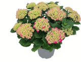 Ballhortensie XL im Angebot bei toom Baumarkt in Rastatt Ballhortensie XL Angebote bei toom Baumarkt Rastatt für 17,99 €