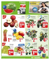 Äpfel im EDEKA Prospekt in Kempten Aktueller EDEKA Prospekt mit Äpfel, "Deine PAYBACK Vorteile", Seite 5