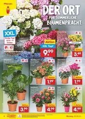 Aktueller Netto Marken-Discount Prospekt mit Gartenpflanzen, "Aktuelle Angebote", Seite 4