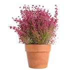 Gamm vert Mende - Promo Erica Gracilis Promo Erica Gracilis à 4,99 € dans le catalogue Gamm vert à Mende