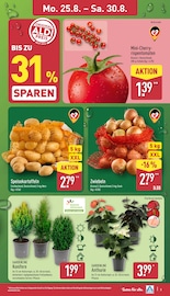 Bäume Angebote im Prospekt "Aktuelle Angebote" von ALDI Nord auf Seite 3
