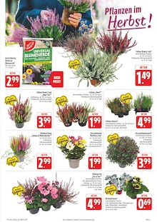 Blumen im aktuellen E center Prospekt (Nürnberg) Blumen im E center Prospekt "Wir lieben Lebensmittel!" mit 38 Seiten (Nürnberg)