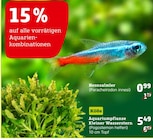 Neonsalmler oder Aquariumpflanze Angebote von Kölle bei Pflanzen Kölle Kirchheim für 0,99 €