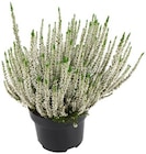 Calluna »Beauty Ladies« bei REWE im Rheine Prospekt für 5,49 €