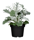 Silberblatt Angebote bei Hagebaumarkt Melle für 0,69 €