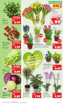 Zimmerpflanzen kaufen in Paderborn - günstige Angebote in Paderborn | Billiger Donnerstag