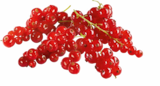 Johannisbeeren im Netto Marken-Discount Prospekt Johannisbeeren im aktuellen Netto Marken-Discount Prospekt für 1,99 €