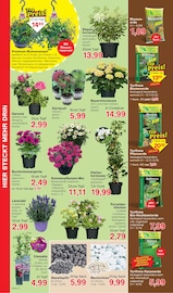 Lavendel im Jawoll Prospekt in Frankfurt Aktueller Jawoll Prospekt mit Lavendel, "Sonderposten-Märkte", Seite 10