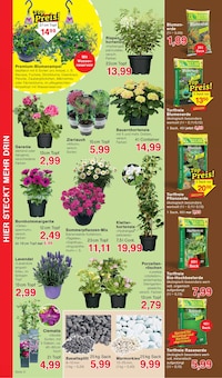 Orchidee im aktuellen Jawoll Prospekt (Bremen) Orchidee im Jawoll Prospekt "Sonderposten-Märkte" mit 16 Seiten (Bremen)