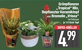 Zimmerpflanzen im EDEKA Prospekt Grünpflanzen „Tropical“ Mix im aktuellen EDEKA Prospekt für 4,99 €