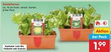 Salatpflanzen im aktuellen Netto Marken-Discount Prospekt