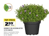 Kissen-Aster (Aster dumosus) Angebote von Grow by OBI bei OBI Bietigheim-Bissingen für 2,99 €