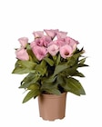 Eustoma im Lidl Prospekt Eustoma im aktuellen Lidl Prospekt für 2,49 €