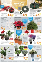 Amaryllis Angebot im aktuellen Globus-Baumarkt Prospekt auf Seite 8