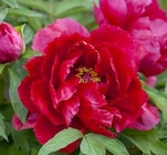 Pfingstrose von KOLLES BESTE im aktuellen Pflanzen Kölle Prospekt