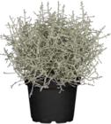 Stacheldraht für 1,99 € bei Globus-Baumarkt im Angebot Stacheldraht im aktuellen Globus-Baumarkt Prospekt