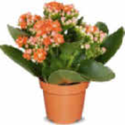 Kalanchoe im Netto Marken-Discount Prospekt Kalanchoe im aktuellen Netto Marken-Discount Prospekt für 1,99 €