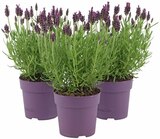 Lavendula Stocheas Anouk im Angebot bei REWE in Elmshorn Lavendula Stocheas Anouk Angebote bei REWE Elmshorn für 3,99 €