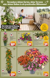 hagebau Pflanzen Angebot ᐅ Finde den Preis im aktuellen Prospekt