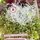 Knospenblüherheide im aktuellen Prospekt bei Garten-Center Nordharz GmbH & Co. KG in Wallmoden