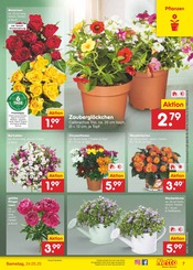 Ähnliche Stiefmütterchen Angebote im Prospekt "Aktuelle Angebote" von Netto Marken-Discount in Paderborn Ähnliche Angebote wie Stiefmütterchen im Prospekt "Aktuelle Angebote" auf Seite 9 von Netto Marken-Discount in Paderborn