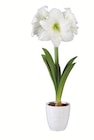 Amaryllis in Keramik bei Lidl im Herdecke Prospekt für 4,99 €