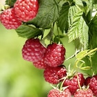 Thomas Philipps Bühl - Himbeeren Angebot im Prospekt Himbeeren bei Thomas Philipps im Bühl Prospekt für 2,99 €