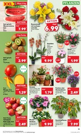 Aktueller Kaufland Prospekt mit Balkonpflanzen, "KNÜLLER", Seite 28