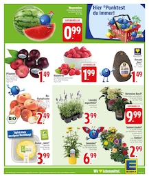 Lavendel im EDEKA Prospekt Lavendel im EDEKA Prospekt "Auf die Punkte, fertig, los!" auf Seite 9