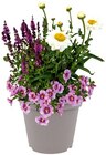 Pflanzentrio Bloomatch im Angebot bei REWE in Euskirchen Pflanzentrio Bloomatch Angebote bei REWE Euskirchen für 7,99 €