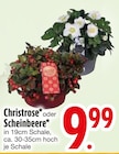 Christrose oder Scheinbeere bei EDEKA im Neubeuern Prospekt für 9,99 €